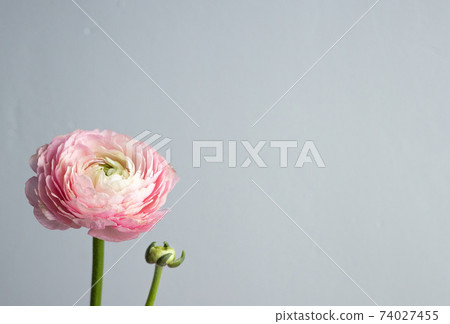 Beautiful fresh blossoming single salmon colored Ranunculus flower on the grey background with copyspace Beautiful fresh blossoming single salmon colored Ranunculus flower on the grey background with copyspace 74027455