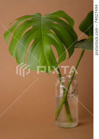 Monstera green leaves or Monstera Deliciosa in vase on brown background, background or green leafy tropical pine forest for creative design elements. Philodendron monstera textures vertical 74027494