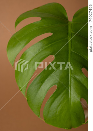 Monstera green leaves or Monstera Deliciosa on brown background, background or green leafy tropical pine forest for creative design elements. Philodendron monstera textures vertical Monstera green leaves or Monstera Deliciosa on brown background, background or green leafy tropical pine forest for creative design elements. Philodendron monstera textures vertical 74027496
