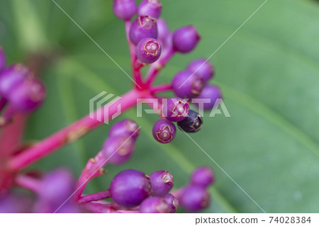 Medinilla speciosa fruit Medinilla speciosa fruit 74028384