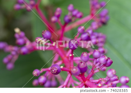 Medinilla speciosa fruit Medinilla speciosa fruit 74028385