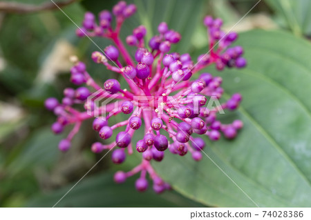 Medinilla speciosa fruit Medinilla speciosa fruit 74028386