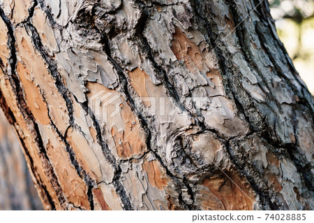 The trunk of an old large pine tree close-up. 74028885