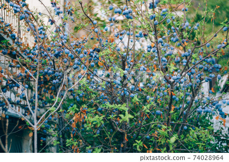 Many ripe blue plums on tree branches. Many ripe blue plums on tree branches. 74028964