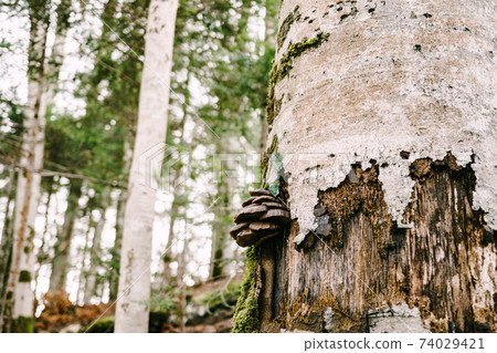 Dark brown tinder fungi on a tree in the forest. Dark brown tinder fungi on a tree in the forest. 74029421