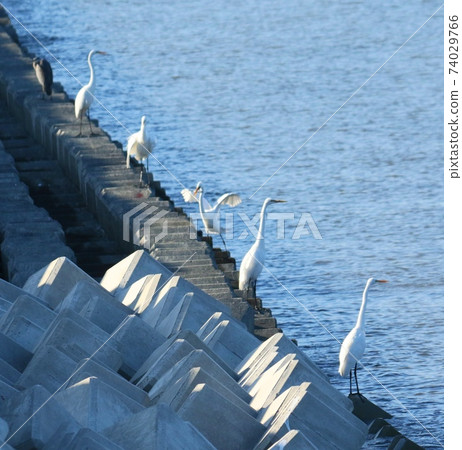 黛西的飯 74029766