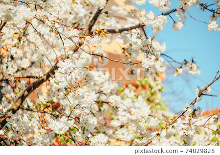 Spring background - white flowers on the branches of a blossoming cherry tree. 74029828