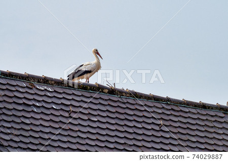 Storks in Oettingen, Donau-Ries in Swabia, Bavaria, Germany Storks in Oettingen, Donau-Ries in Swabia, Bavaria, Germany 74029887