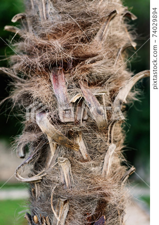 Close-up texture of the trunk of a palm tree with long fibers. 74029894