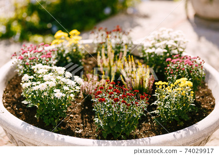 Large architectural flowerpot with red, yellow and white aster and alyssum flowers on a sunny day. Large architectural flowerpot with red, yellow and white aster and alyssum flowers on a sunny day. 74029917