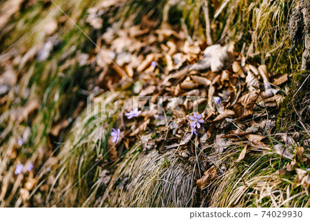Purple flower of liverwort vulgaris in dry leaves and grass. 74029930