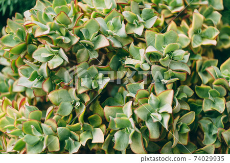 Texture background Leaves of bastard ovate close-up. 74029935
