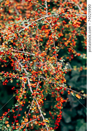 Cotoneaster bush with red ripe berries on the branches. Cotoneaster bush with red ripe berries on the branches. 74029990