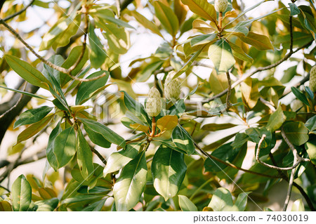 Magnolia seeds ripen in green leaves on a sunny day. Magnolia seeds ripen in green leaves on a sunny day. 74030019