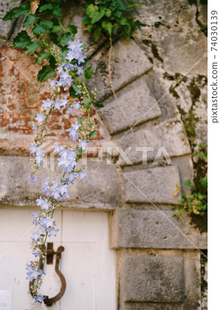 Campanula groom with blue bells against a stone wall with an arch. 74030139