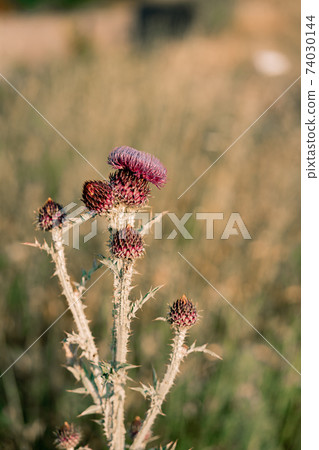 Close-up of a thistle bush during flowering. Close-up of a thistle bush during flowering. 74030144