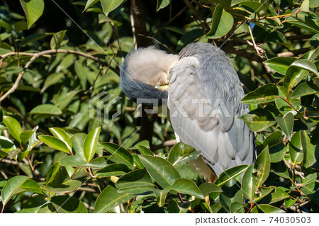 Adult night heron hiding in the trees and grooming Adult night heron hiding in the trees and grooming 74030503
