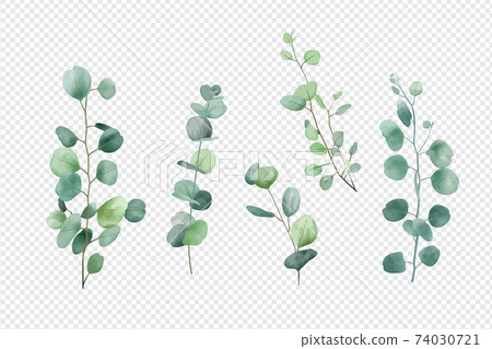 Eucalyptus leaves on a transparent background - Stock Illustration