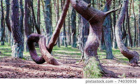 Dancing forest, Curonian spit, Russia 74030936