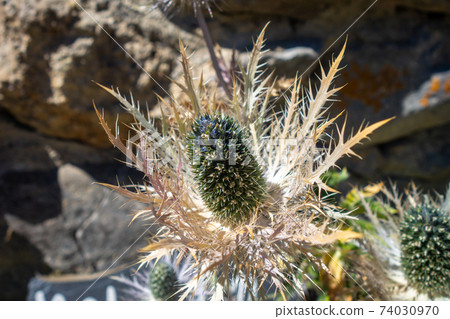 alpine sea holly, Eryngium alpinum, in Savoie, France alpine sea holly, Eryngium alpinum, in Savoie, France 74030970