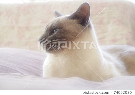 Profile of a cat wrapped in soft light on the bed Profile of a cat wrapped in soft light on the bed 74032080