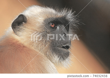 Hanumann Rungour 74032438