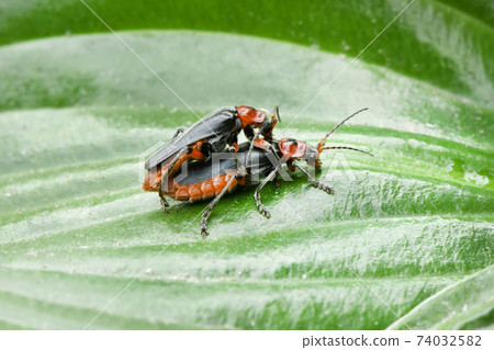 soldier beetle mating soldier beetle mating 74032582