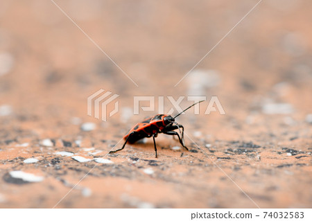 One firebug, Pyrrhocoris apterus on red granite. One firebug, Pyrrhocoris apterus on red granite. 74032583