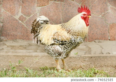 Rooster in chicken coop 74032585