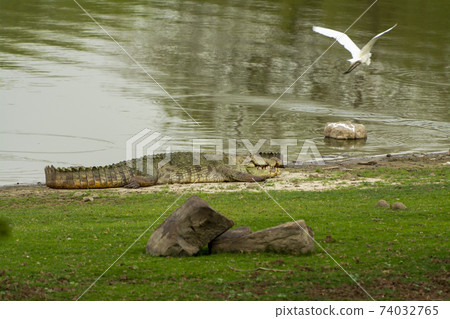 Marsh crocodile or mugger crocodile or broad snouted crocodile attacking on egret at rajbagh lake of ranthambore national park or tiger reserve rajasthan india - Crocodylus palustris Marsh crocodile or mugger crocodile or broad snouted crocodile attacking on egret at rajbagh lake of ranthambore national park or tiger reserve rajasthan india - Crocodylus palustris 74032765