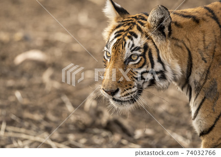 wild male bengal tiger portrait walking on forest track at Ranthambore National Park or Tiger Reserve Rajasthan India - panthera tigris tigris 74032766