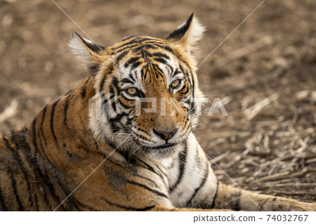 wild bengal female tiger portrait at Ranthambore National Park or Tiger Reserve Rajasthan India - panthera tigris tigris 74032767