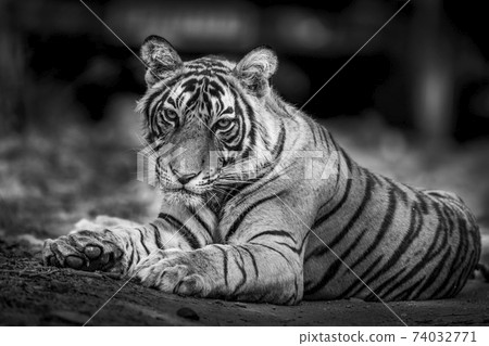 Black and white image of a wild male bengal tiger portrait resting on forest track at Ranthambore National Park or Tiger Reserve Rajasthan India - panthera tigris tigris 74032771