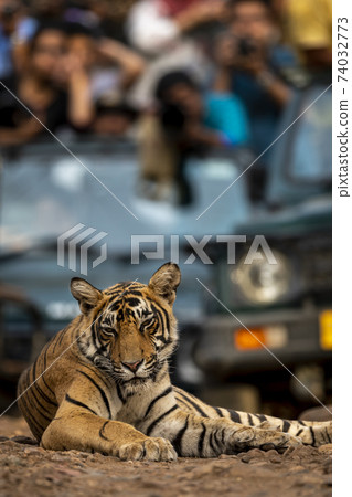 Showstopper a wild male bengal tiger roadblock inside a jungle resting on forest track at Ranthambore National Park or Tiger Reserve Rajasthan India - panthera tigris tigris Showstopper a wild male bengal tiger roadblock inside a jungle resting on forest track at Ranthambore National Park or Tiger Reserve Rajasthan India - panthera tigris tigris 74032773