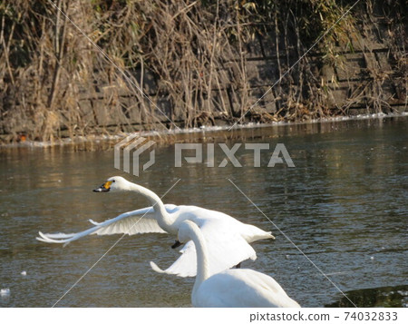 bird bird 74032833