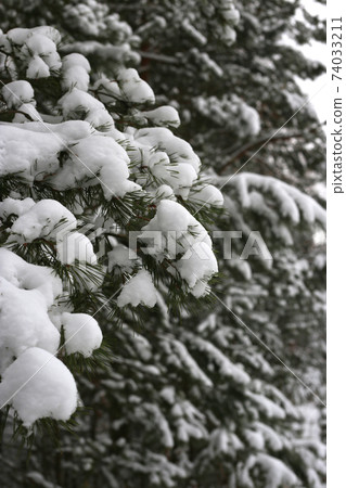 Branches of winter coniferous tree covered with snow Branches of winter coniferous tree covered with snow 74033211