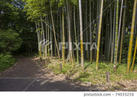Imperial Palace East Imperial Garden Former Edo Castle Bamboo Ninomaru Sannomaru Imperial Palace Garden 74033258