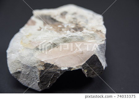 植物化石 74033375