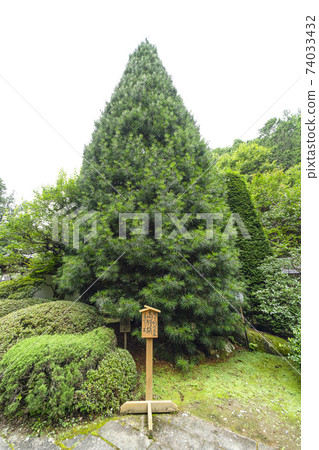 Maki Takano in the precincts of Anrakuji (Ueda City) Maki Takano in the precincts of Anrakuji (Ueda City) 74033432