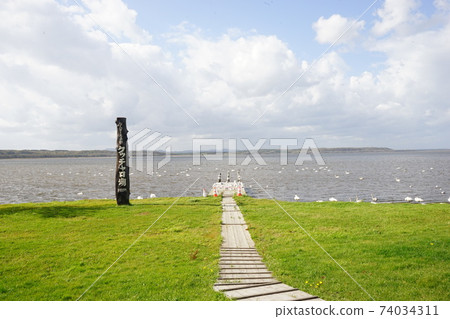 Lake Kutcharo Swan Hokkaido Esashi-gun Japan Lake Kutcharo Swan Hokkaido Esashi-gun Japan 74034311