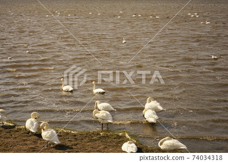 Lake Kutcharo Swan Hokkaido Esashi-gun Japan 74034318
