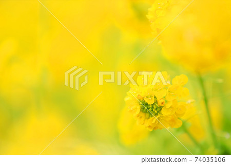 Rapeseed field in Nagisa Park, Moriyama City, Shiga Prefecture, spring, yellow, flowers [February] 74035106