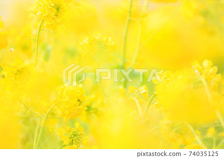 Rapeseed field in Nagisa Park, Moriyama City, Shiga Prefecture, spring, yellow, flowers [February] 74035125