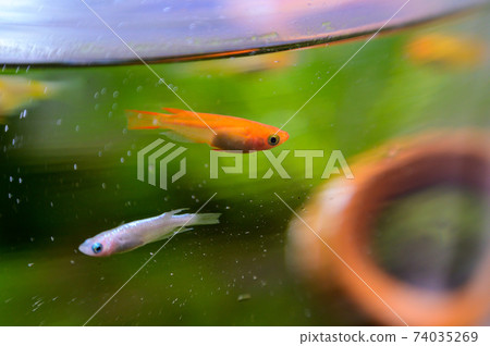 Medaka fish tank 74035269