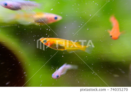 Medaka魚缸 74035270