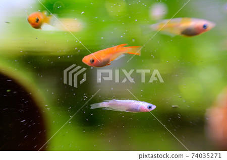 Medaka fish tank 74035271
