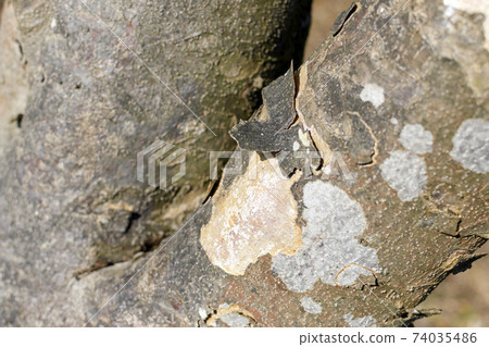 The bark peels off like scales 74035486