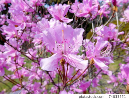 小石川植物園的Takakuma Mitsubatsuji 小石川植物園的Takakuma Mitsubatsuji 74035551
