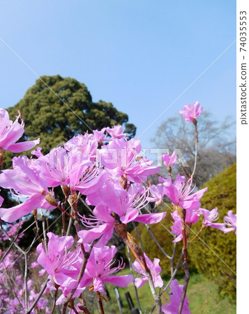 小石川植物園的Takakuma Mitsubatsuji 小石川植物園的Takakuma Mitsubatsuji 74035553
