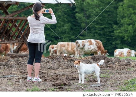 Pretty young woman take a pictures with mobile phone from typical hungarian cows in a farm in Hungary Pretty young woman take a pictures with mobile phone from typical hungarian cows in a farm in Hungary 74035554